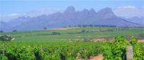 Cape Winelands Vineyard 202x84